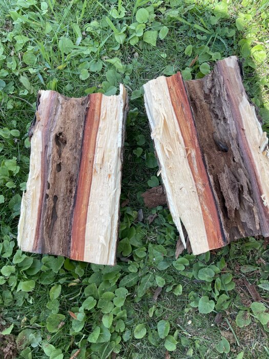 Två bitar kluven äppelträdsved, med ihålig och myrangripen kärna, ligger på gräsmatta.