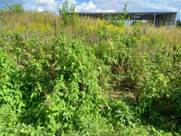 Grön mark täckt av åkervinda som dominerar lupin och kanadensiskt gullris, med en byggnad i bakgrunden under en blå himmel.