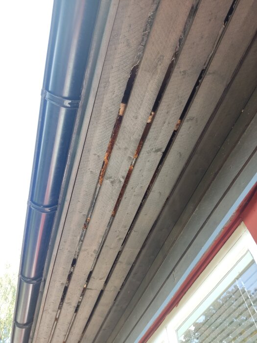 Skadad takfot med synliga springor och trasiga träbrädor på en enplansvilla, där sågspån har samlats och diverse djurliv tar sig in.