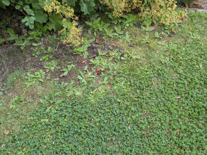 Gräsmatta med groblad och klöver, omgiven av gröna bladbuskar. Synligt ogräs och fläckvis gräsyta. Möjliga åtgärder diskuteras för förbättring.