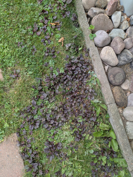 Gräsmatta med stora kolonier av groblad och klöver, stenlagt område och rödaktiga bladväxter.