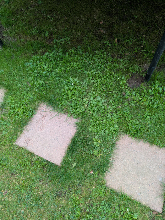 Stenplattor på en gräsmatta med ogräs såsom groblad och klöver runtomkring.