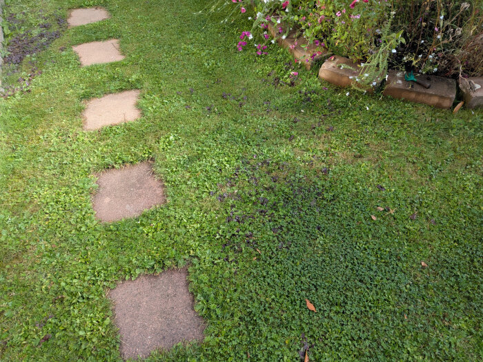 Gräsmatta med inslag av ogräs och stengång, omgiven av rabatter med blommor.