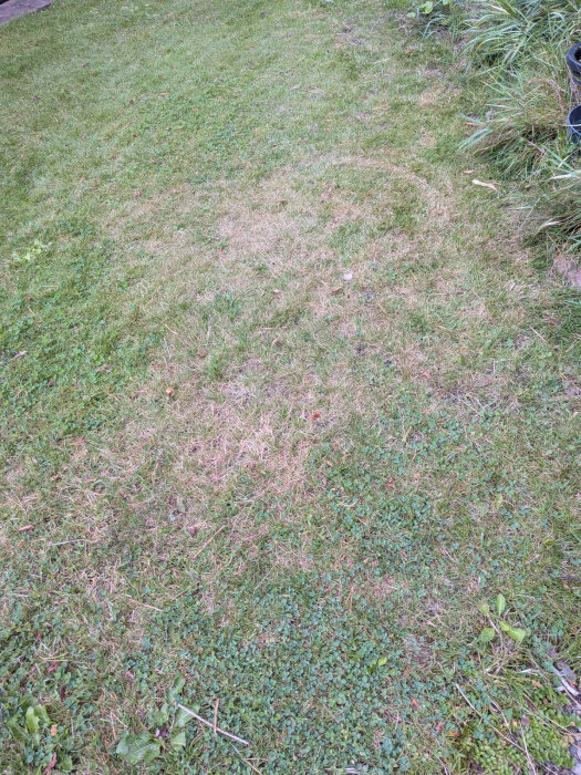 Gräsmatta med fläckar av groblad och klöver, områden med tunnare gräs och viss växtlighet vid kanten.