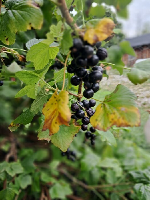 Svarta vinbär som växer på en gren med gröna och gulnade blad.
