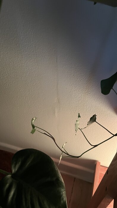 En vägg med synlig ojämnhet och en växt med gröna blad i förgrunden.