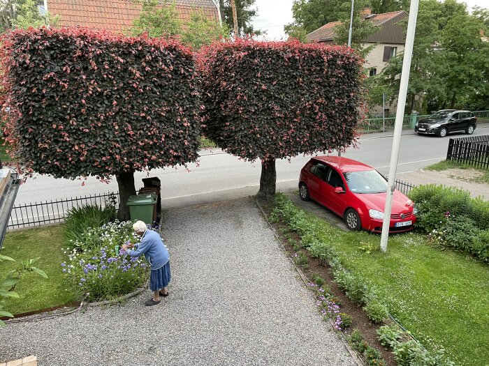 Äldre kvinna klipper blommor i trädgård med stora klippta blodbokar i bakgrunden, röd bil parkerad på uppfarten intill.