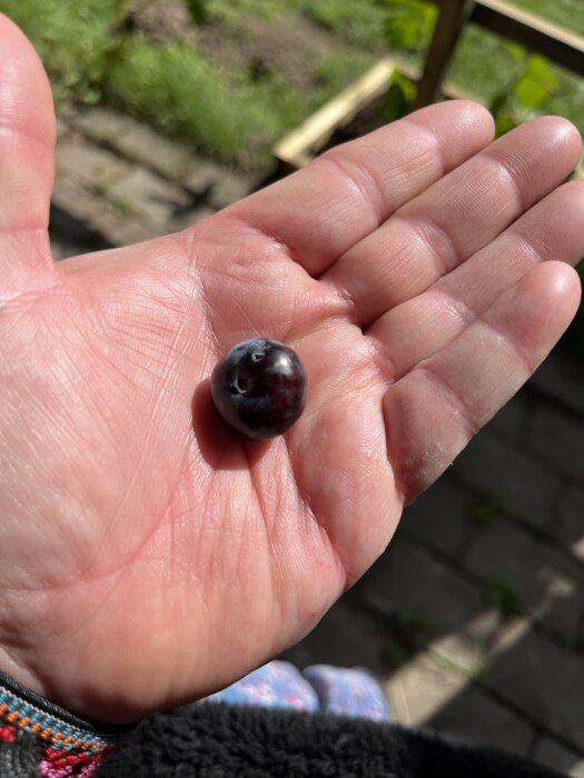 En hand som håller i ett mörkt bär utomhus, med stengång och gräs i bakgrunden.