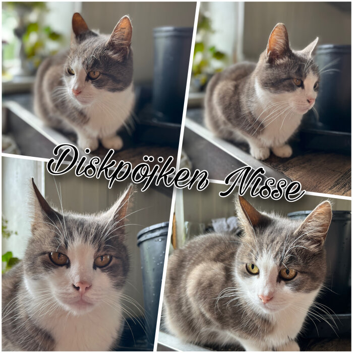 Grå och vit katt sitter på diskbänken med blomkruka i bakgrunden. Text "Diskpojken Nisse" i centrum.
