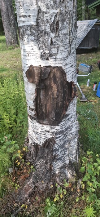 Björkstam med stor skada på ena sidan, omgiven av gräs och lövverk.