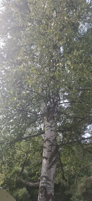 Stor björk med en skada på stammen, omgiven av grönska, sett från marken uppåt.