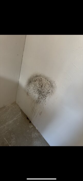Mögelfläck på gipsvägg i förråd, orsakat av fukt från frysbox mot väggen.