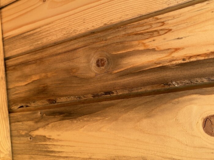 Närbild av innertak med svarta missfärgningar, troligen mögel, på träpanel i trädgårdsskjul.