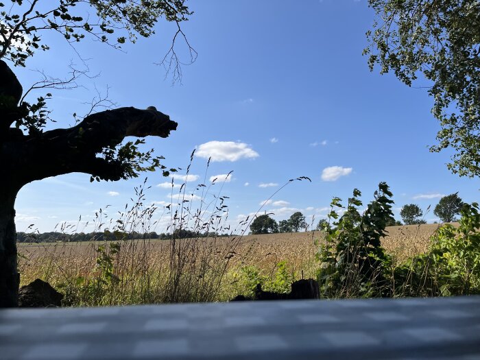 Landskap med åker, blå himmel och solsken. Trädgrenar och högväxta växter syns i förgrunden.
