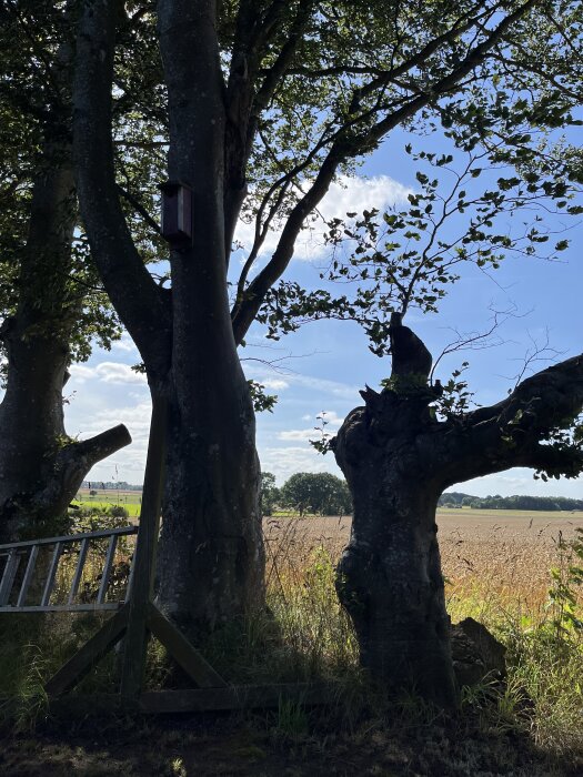Träd i solsken med en stege lutad mot ett träd. En fågelholk syns också. Bakgrunden visar ett fält och himlen är blå.