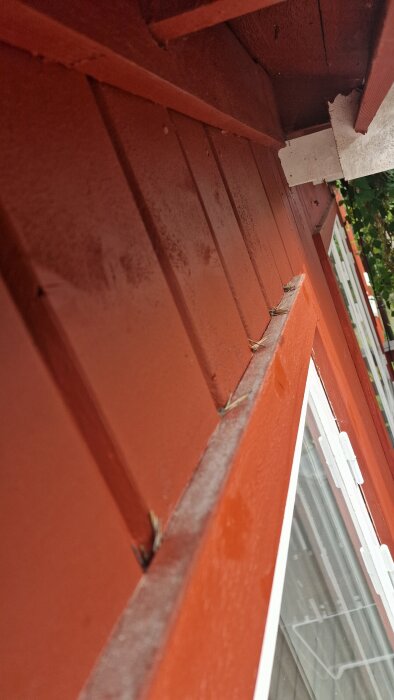 Röd träfasad intill fönster med barr fastkilade i springor mellan fasad och fönsterfoder.