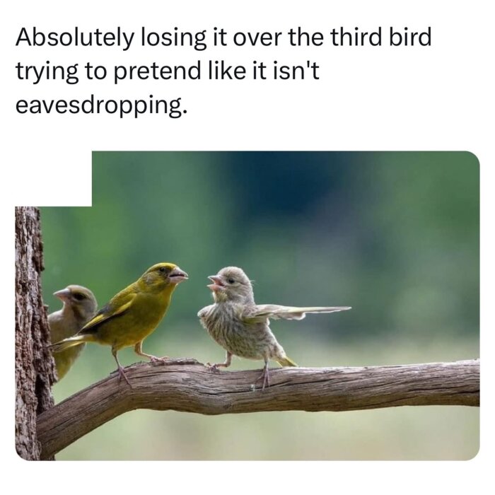 Tre fåglar står på en trädgren. Två av dem verkar diskutera och den tredje tittar åt sidan, som om den försöker undvika att tjuvlyssna.
