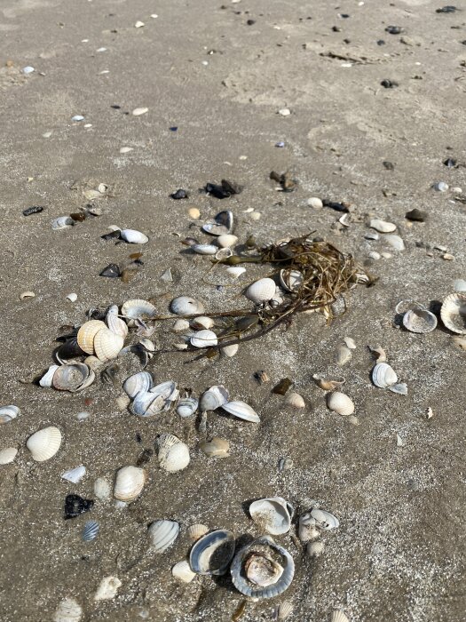 Skal och tång på en sandig strand.