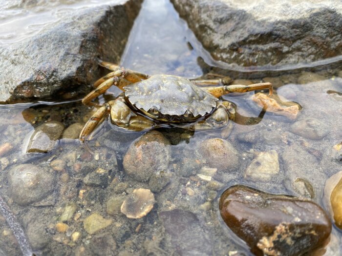 Krabba på grunt vatten bland stenar.