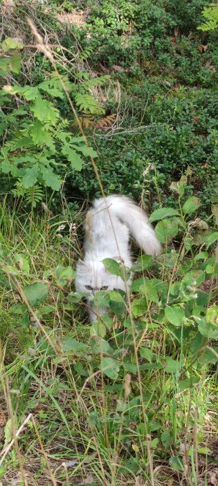 Vit katt smyger genom grönskande undervegetation i en skog.