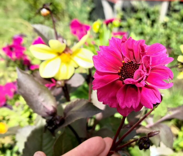 Dahlia med rosa och gula blommor; knöl som normalt blommar orange.
