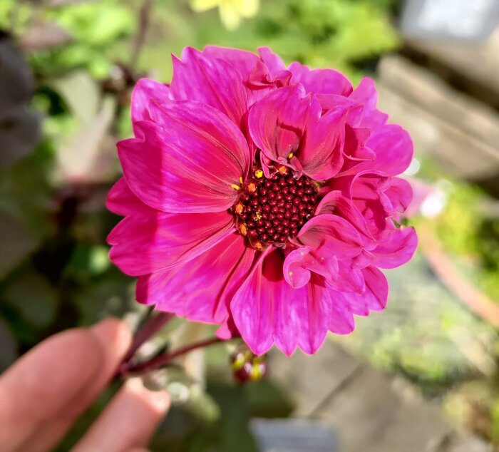 Närbild av en rosa dahlia med fyllda kronblad och mörkt centrum, fotograferad i naturlig miljö.