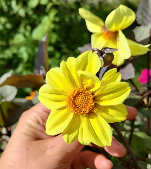 Närbild av en gul dahlia i trädgård, hållen av en hand, solbelyst med gröna blad i bakgrunden.
