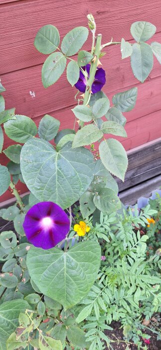 Lila blomma, troligen blomman för dagen, med gröna blad framför en rödaktig trävägg.
