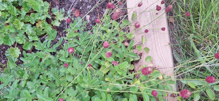Rödblommande Blodtopp bland gröna blad intill en träplanka i trädgårdsmiljö.