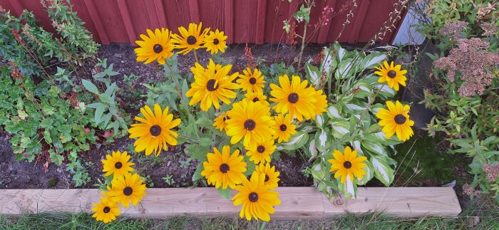 Gula Blodtopp Rudbeckia i blomrabatt mot röd trävägg.