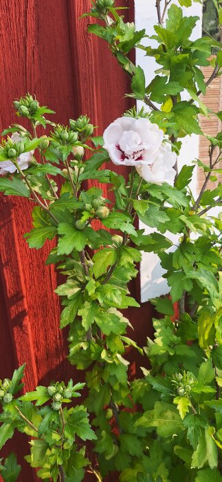 Hibiskusblomma i full blom med gröna blad, mot en röd trävägg.