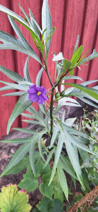 Lila blomma med smala gröna blad mot en röd vägg. Möjligen en känguruäpplebuske enligt inlägget.