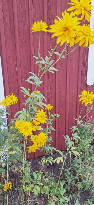 Gula blommor mot en rödmålad trävägg i trädgård.