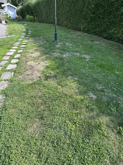 Gräsmatta med döda partier nära en stenlagd gångstig och en häck i en trädgård. En lyktstolpe står mitt i gräsmattan.