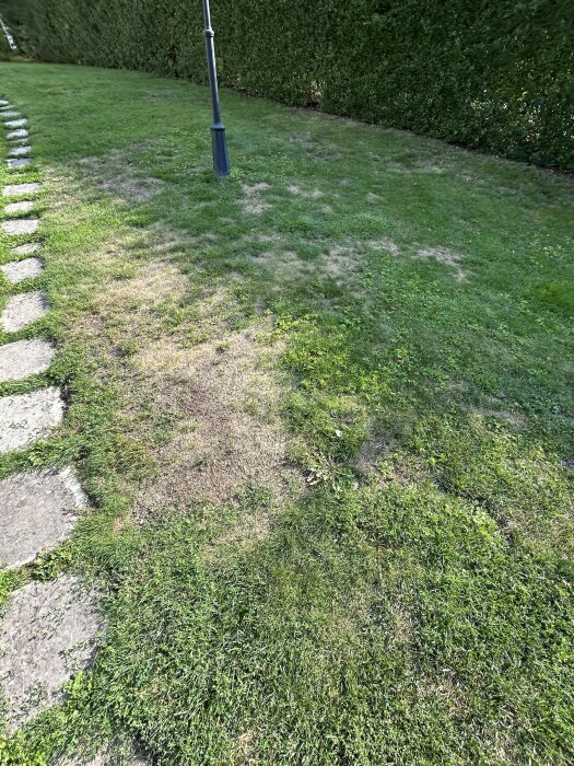 Gräsmatta med flera brunaktiga och döda partier nära en gångväg och ett stängsel, samt en lyktstolpe i bakgrunden.
