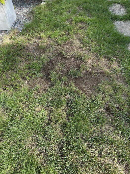 Gräsmatta med gröna partier och fläckar med dött gräs, omgiven av grus och stenplattor.