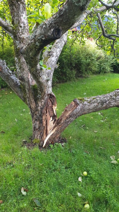 Trasigt äppelträd med en stor gren som brutits av stammen, omgivet av grönt gräs och några nedfallna äpplen på marken.
