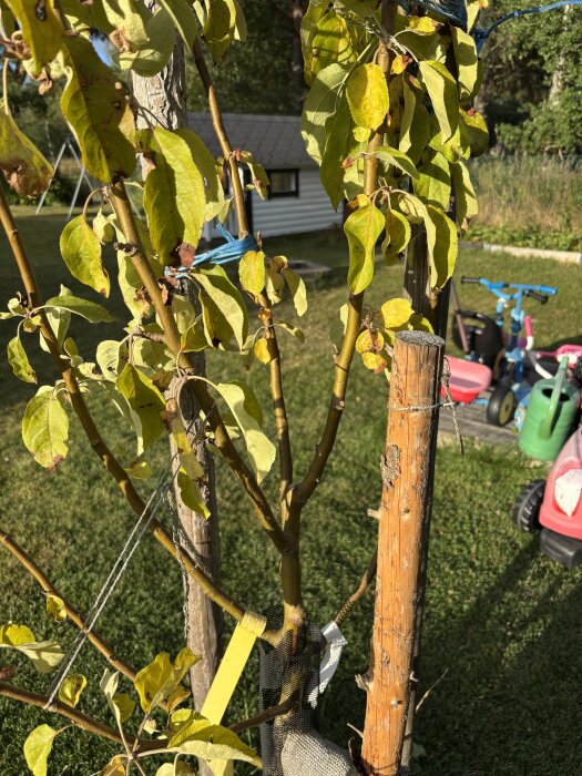 Äppelträd med slokande grenar och gulnande/brunbrända blad, står stödd av pålar i en gräsmatta med leksaker i bakgrunden.