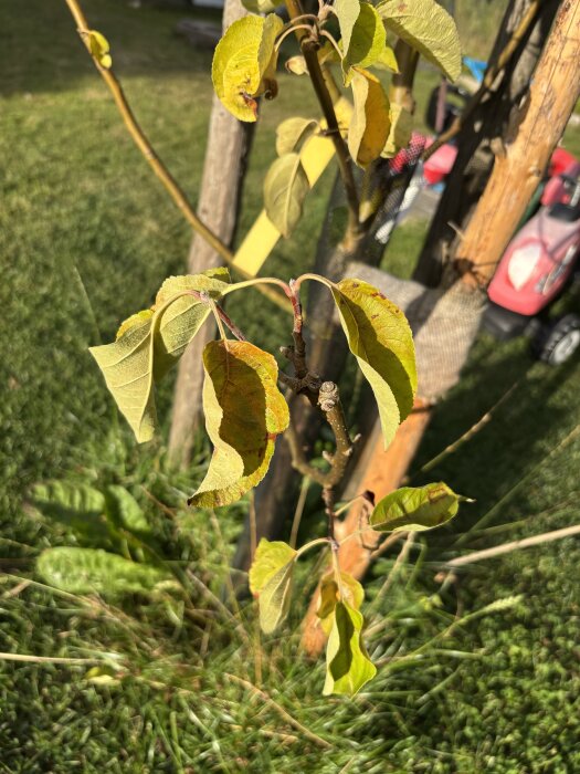 Äppelträd med gulnade och brunbrända löv, fotograferat i trädgårdsmiljö.