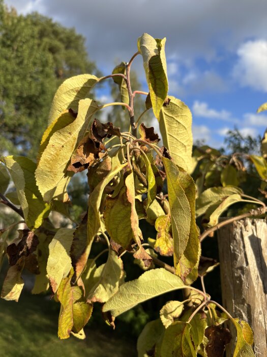 Gula och brunbrända blad på äppelträd med blå himmel i bakgrunden.