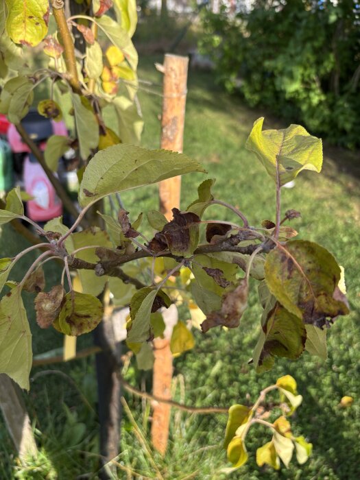 Gula och bruna blad på ett ungt äppelträd gren i en trädgård, omgivna av grönt gräs och trädstöd i bakgrunden.