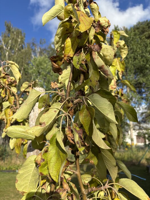 Äppelträd med slokande grenar och gulbruna, brända blad mot en klarblå himmel.