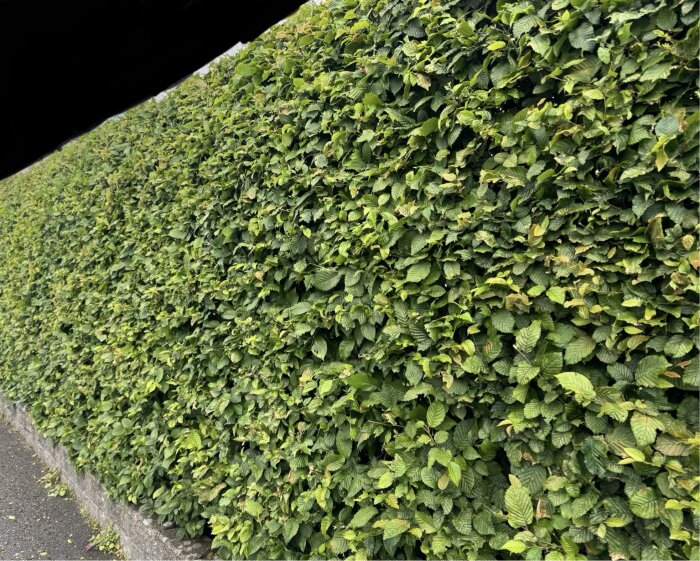 Tät och välskött häck efter tre års underhåll, klippt tre gånger per år, med enkel hantering av klippmängden.