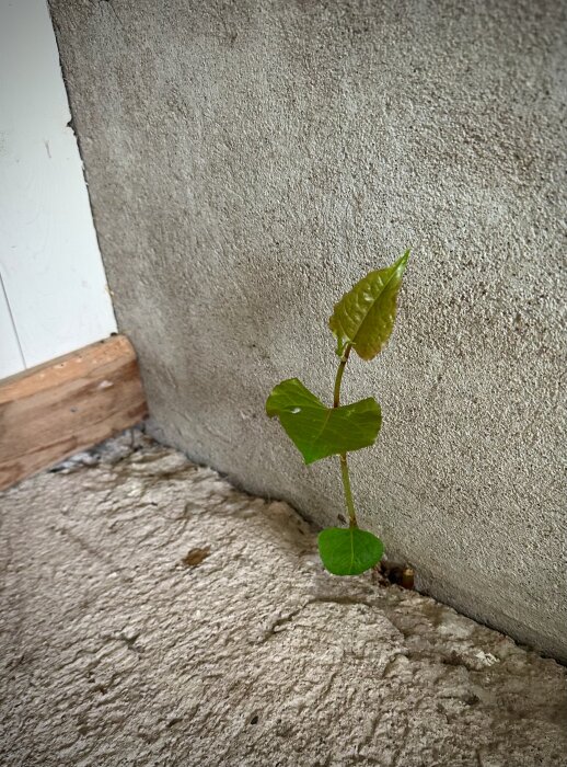 Liten växt som växer ur en spricka mellan betongvägg och golv, symboliserar infiltration i byggstruktur.