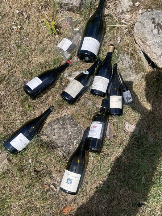 Flera tomma vinflaskor ligger på gräset bredvid stenar under en solig dag.