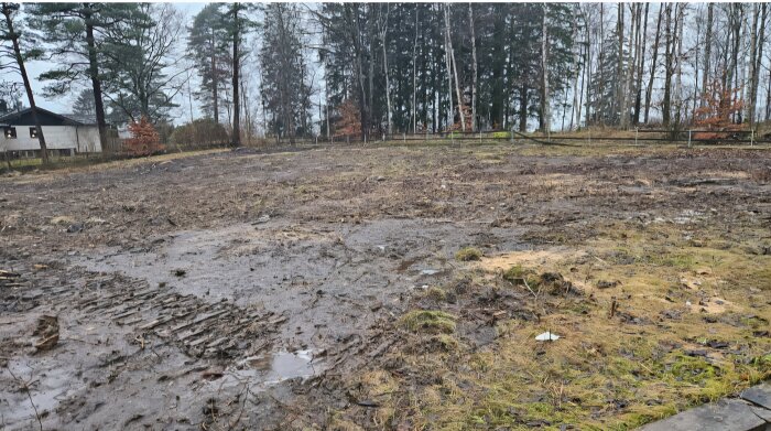 Plan mark med lera och mossa efter rivning av hus, omgiven av träd, redo för nybyggnation.