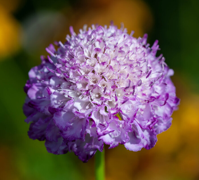 Närbild av en blomma med lila och vita kronblad som kan vara en åkervädd, mot en grön suddig bakgrund.