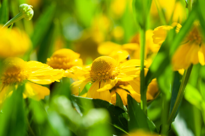 Gula blommor i närbild, med gröna blad omkring, sannolikt solbrud i trädgårdsmiljö.