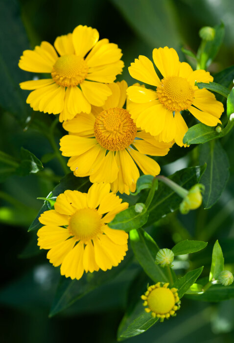 Gula blommor av solbrud med gröna blad, frodigt i solljus.