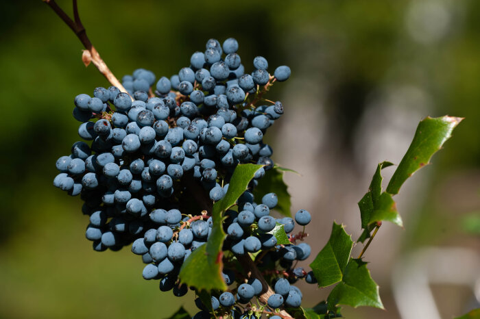 Mahoniabuske med många blå bär och gröna taggiga blad i soligt väder.